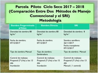 Parcela Piloto Ciclo Seco 2017 – 2018
(Comparación Entre Dos Métodos de Manejo
Convencional y el SRI)
Metodología
Siembra ...