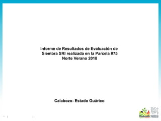 1
Informe de Resultados de Evaluación de
Siembra SRI realizada en la Parcela #75
Norte Verano 2018
Calabozo- Estado Guárico
 