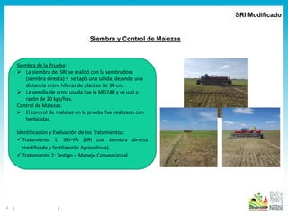 3
Siembra y Control de Malezas
SRI Modificado
Siembra de la Prueba:
 La siembra del SRI se realizó con la sembradora
(sie...