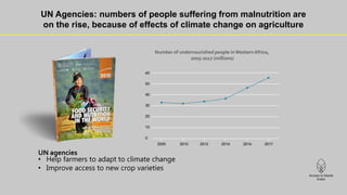 UN Agencies: numbers of people suffering from malnutrition are
on the rise, because of effects of climate change on agriculture
Number of undernourished people inWesternAfrica,
2005-2017 (millions)
UN agencies
• Help farmers to adapt to climate change
• Improve access to new crop varieties
 