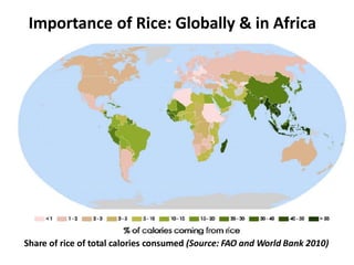 Importance of Rice: Globally & in Africa
Share of rice of total calories consumed (Source: FAO and World Bank 2010)
 