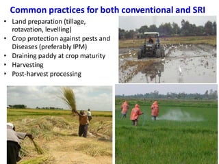 Common practices for both conventional and SRI
• Land preparation (tillage,
rotavation, levelling)
• Crop protection again...