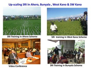 Up-scaling SRI in Ahero, Bunyala , West Kano & SW Kano
SRI Training in Ahero Scheme SRI training in West Kano Scheme
SRI T...