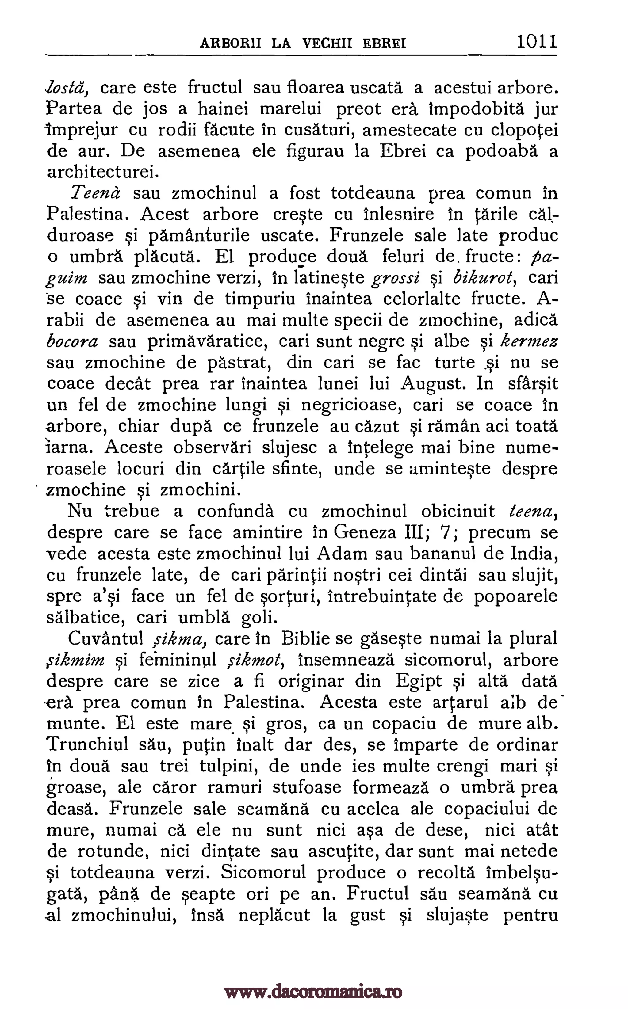 ARBORII LA VECHII EBREI 1011
losta, care este fructul sau floarea uscata a acestui arbore.
Partea de jos a hainei marelui preot era impodobita jur
tmprejur cu rodii acute in cusaturi, amestecate cu clopotei
de aur. De asemenea ele figurau la Ebrei ca podoaba a
architecturei.
Teena sau zmochinul a fost totdeauna prea comun in
Palestina. Acest arbore creste cu inlesnire in Wile cal-
duroase si pamanturile uscate. Frunzele sale late produc
o umbra placuta. El produce doua feluri de. fructe: pa-
guim sau zmochine verzi, in latineste grossi §i bikurot, cari
se coace si yin de timpuriu inaintea celorlalte fructe. A-
rabii de asemenea au mai multe specii de zmochine, adica
bocora sau primavaratice, cari sunt negre si albe si kermez
sau zmochine de pastrat, din cari se fac turte .si nu se
coace cleat prea rar inaintea lunei lui August. In sfarsit
un fel de zmochine lungi si negricioase, cari se coace in
arbore, chiar dupd ce frunzele au cazut si raman aci toata.
iarna. Aceste observari slujesc a intelege mai bine nume-
roasele locuri din cartile sfinte, unde se aminteste despre
zmochine si zmochini.
Nu trebue a confunda cu zmochinul obicinuit teena,
despre care se face amintire in Geneza III; 7; precum se
vede acesta este zmochinul lui Adam sau bananul de India,
cu frunzele late, de cari parintii nostri cei dintai sau slujit,
spre a'si face un fel de sorturi, intrebuintate de popoarele
salbatice, cari umbla goli.
Cuvantul iikma, care In Biblie se gaseste numai la plural
§i feinininul fikmot, insemneaza sicomorul, arbore
despre care se zice a fi originar din Egipt si aka data
-era prea comun in Palestina. Acesta este artarul alb de
munte. El este mare. si gros, ca un copaciu de mure alb.
Trunchiul sau, putin malt dar des, se imparte de ordinar
in cloud sau trei tulpini, de unde ies multe crengi mari si
groase, ale caror ramuri stufoase formeaza o umbra prea
deasa. Frunzele sale seamana cu acelea ale copaciului de
mure, numai ca ele nu sunt nici asa de dese, nici atat
de rotunde, nici dintate sau ascutite, dar sunt mai netede
si totdeauna verzi. Sicomorul produce o recolta imbelsu-
gata, pang de seapte on pe an. Fructul sau seamana cu
al zmochinului, insa neplacut la gust si slujaste pentru
,sikmim
www.dacoromanica.ro
 