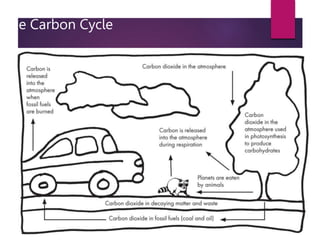 The Carbon Cycle
 