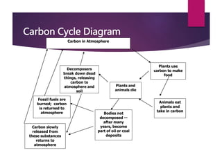 Carbon Cycle Diagram
Carbon in Atmosphere
Plants use
carbon to make
food
Animals eat
plants and
take in carbon
Plants and
animals die
Decomposers
break down dead
things, releasing
carbon to
atmosphere and
soil
Bodies not
decomposed —
after many
years, become
part of oil or coal
deposits
Fossil fuels are
burned; carbon
is returned to
atmosphere
Carbon slowly
released from
these substances
returns to
atmosphere
 
