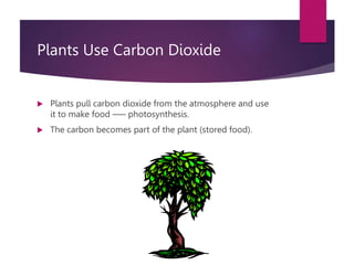 Plants Use Carbon Dioxide
 Plants pull carbon dioxide from the atmosphere and use
it to make food –— photosynthesis.
 The carbon becomes part of the plant (stored food).
 