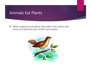 Animals Eat Plants
 When organisms eat plants, they take in the carbon and
some of it becomes part of their own bodies.
 