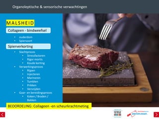 Organoleptische & sensorische verwachtingen
MALSHEID
• ouderdom
• Spiersoort
• Slachtproces
• Stressfactoren
• Rigor mortis
• Koude korting
• Verwerkingsproces
• Rijpen
• Injecteren
• Marineren
• Tumblen
• Prikken
• Versnijden
• Gaar- en bereidingsproces
• Koken / Braden /
Bakken
BEOORDELING: Collageen -en scheurkrachtmeting
Collageen - bindweefsel
Spierverkorting
 