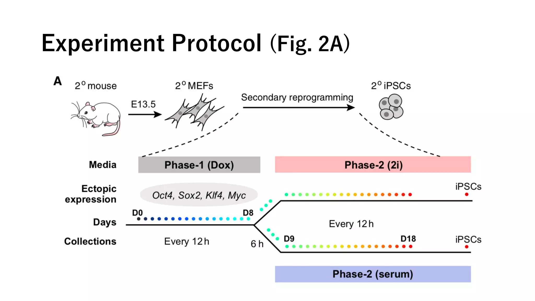 Experiment Protocol (Fig. 2A)
 