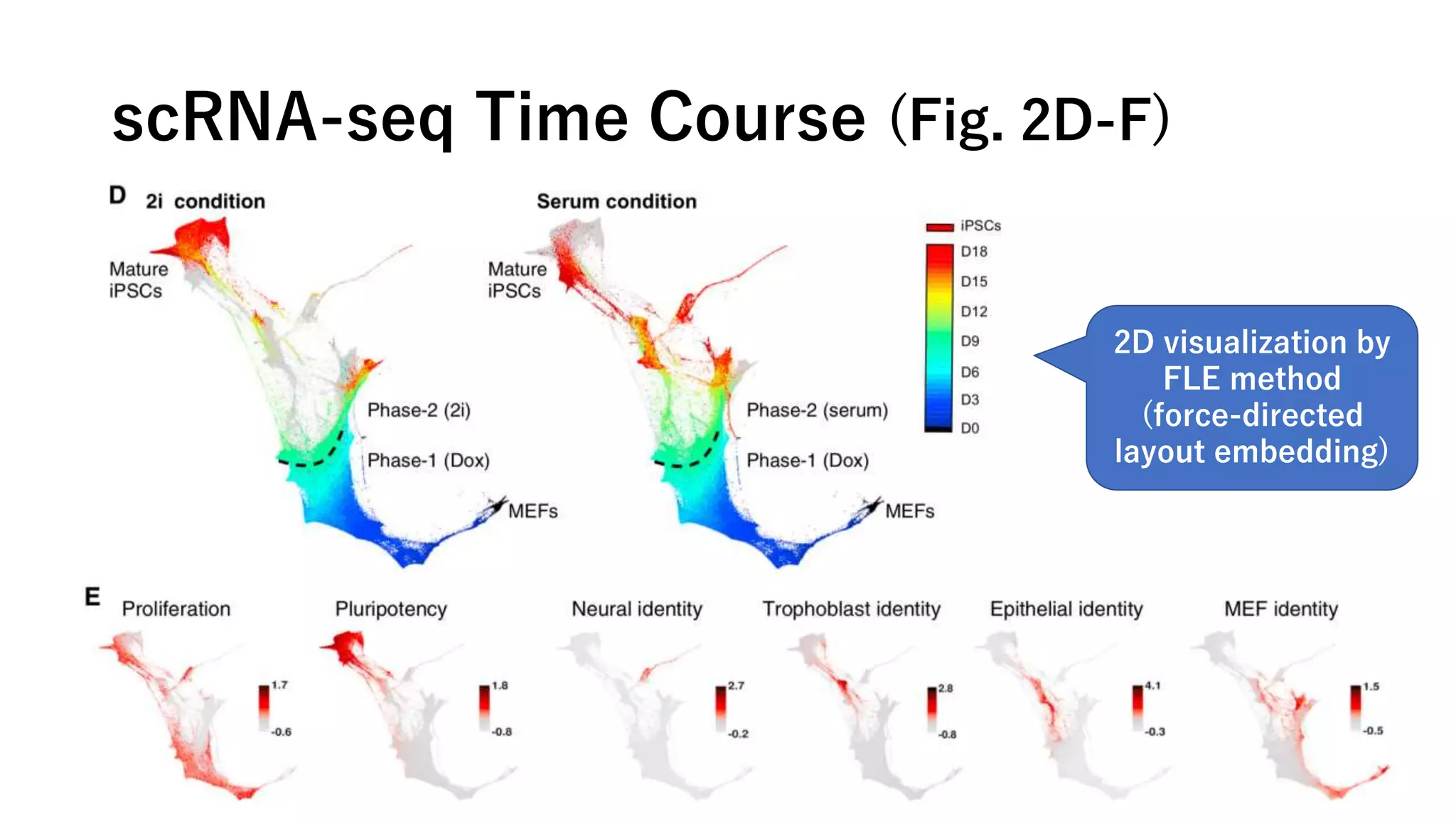 scRNA-seq Time Course (Fig. 2D-F)
2D visualization by
FLE method
(force-directed
layout embedding)
 