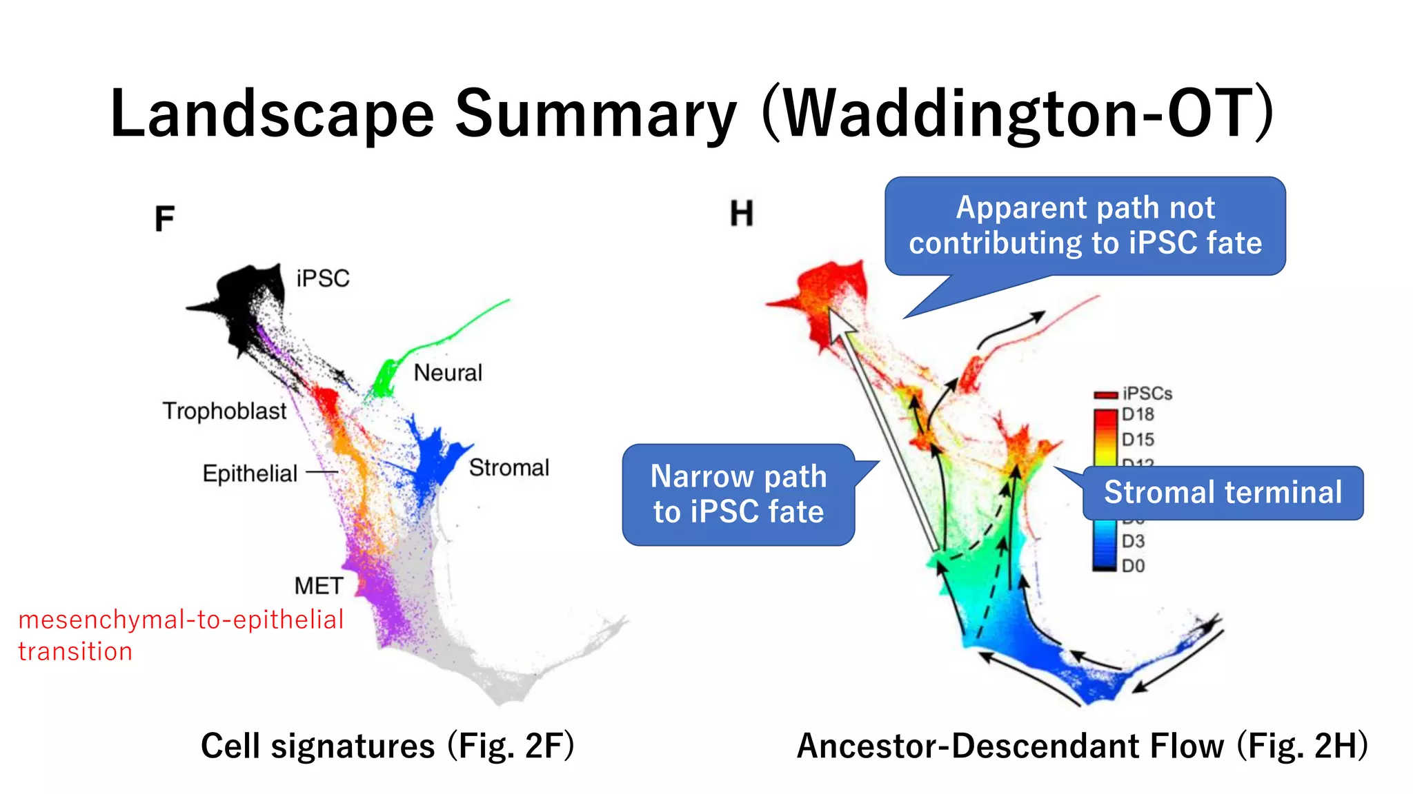 Landscape Summary (Waddington-OT)
Cell signatures (Fig. 2F) Ancestor-Descendant Flow (Fig. 2H)
Narrow path
to iPSC fate
Apparent path not
contributing to iPSC fate
Stromal terminal
mesenchymal-to-epithelial
transition
 