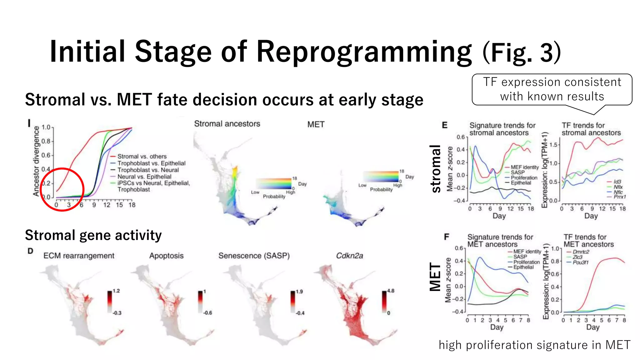 Initial Stage of Reprogramming (Fig. 3)
Stromal vs. MET fate decision occurs at early stage
Stromal gene activity
high proliferation signature in MET
TF expression consistent
with known results
stromalMET
 