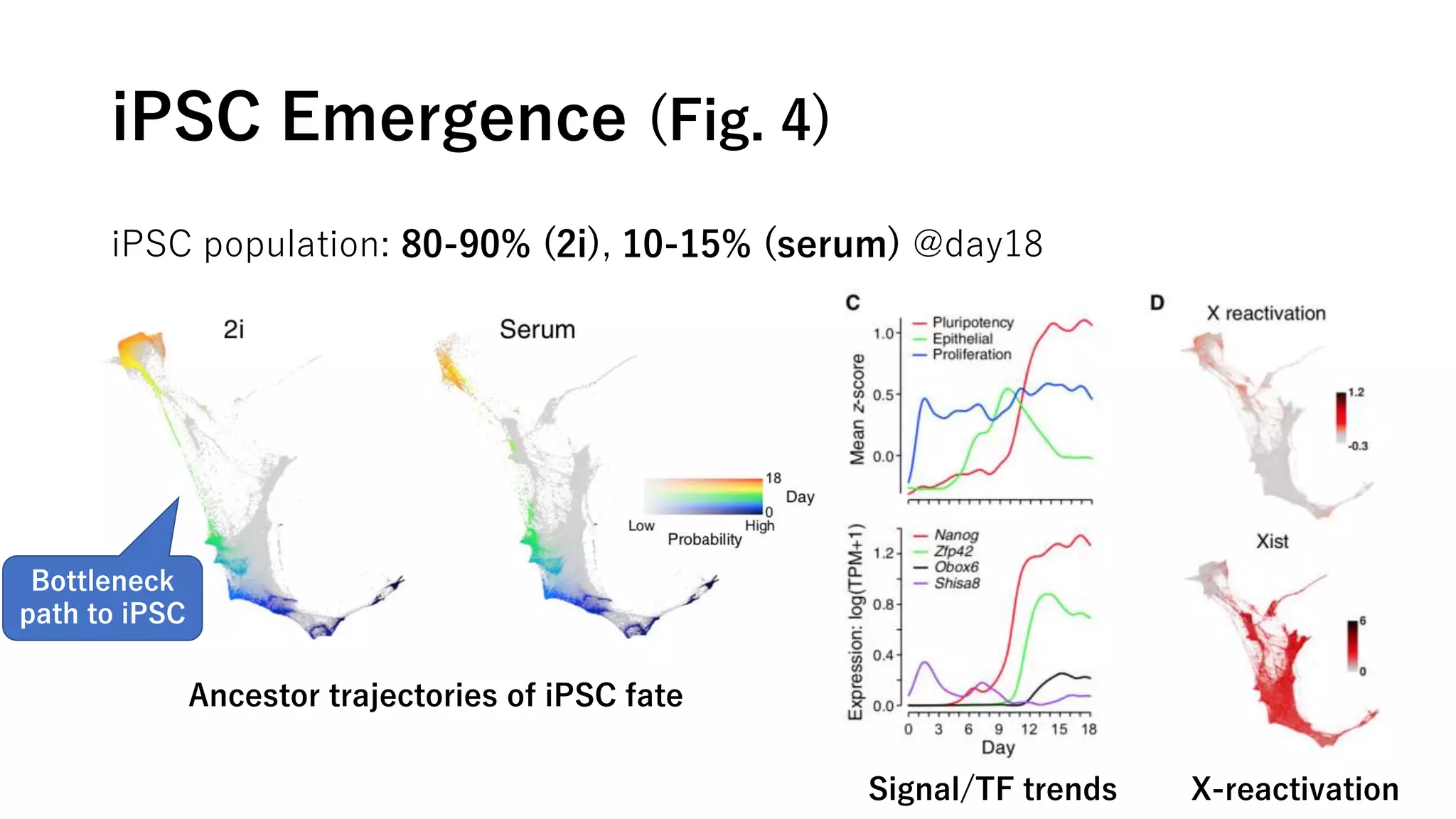iPSC Emergence (Fig. 4)
iPSC population: 80-90% (2i), 10-15% (serum) @day18
Ancestor trajectories of iPSC fate
Bottleneck
path to iPSC
Signal/TF trends X-reactivation
 