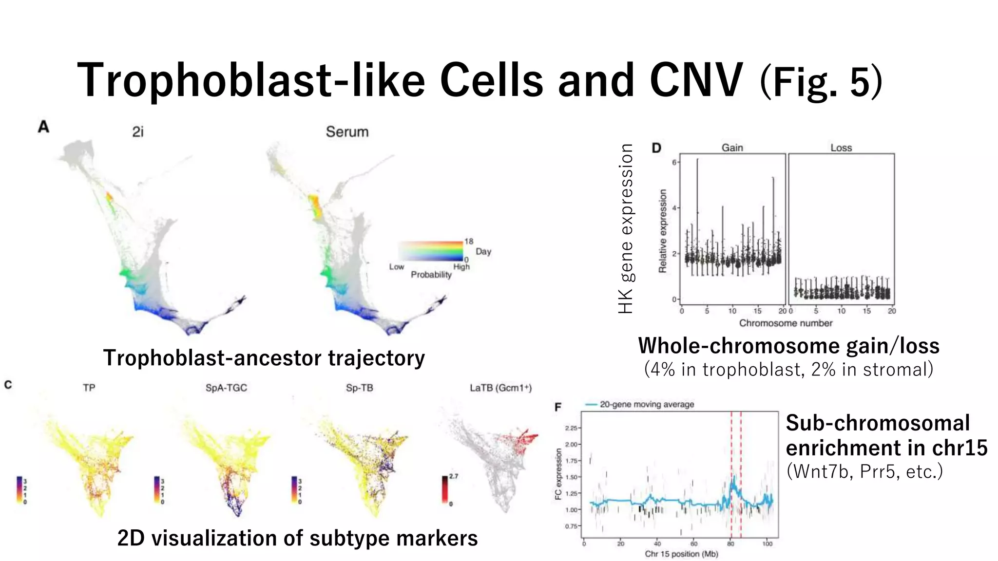 Trophoblast-like Cells and CNV (Fig. 5)
Trophoblast-ancestor trajectory
2D visualization of subtype markers
Whole-chromosome gain/loss
(4% in trophoblast, 2% in stromal)
HKgeneexpression
Sub-chromosomal
enrichment in chr15
(Wnt7b, Prr5, etc.)
 