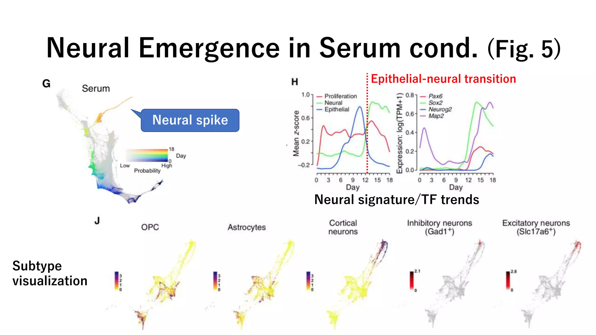Neural Emergence in Serum cond. (Fig. 5)
Neural signature/TF trends
Neural spike
Subtype
visualization
Epithelial-neural transition
 