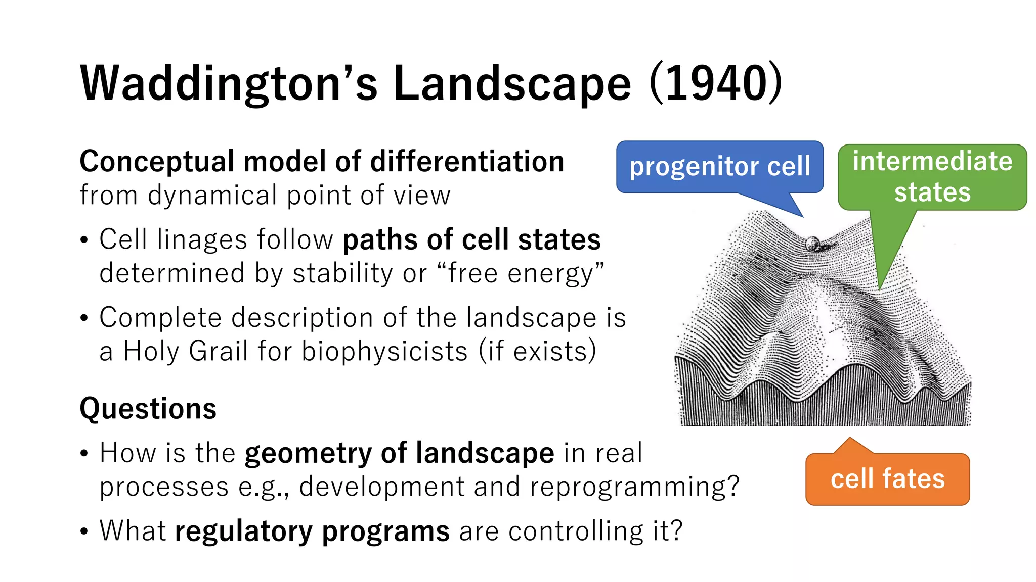 Waddington’s Landscape (1940)
progenitor cell
cell fates
intermediate
states
Conceptual model of differentiation
from dynamical point of view
• Cell linages follow paths of cell states
determined by stability or “free energy”
• Complete description of the landscape is
a Holy Grail for biophysicists (if exists)
Questions
• How is the geometry of landscape in real
processes e.g., development and reprogramming?
• What regulatory programs are controlling it?
 