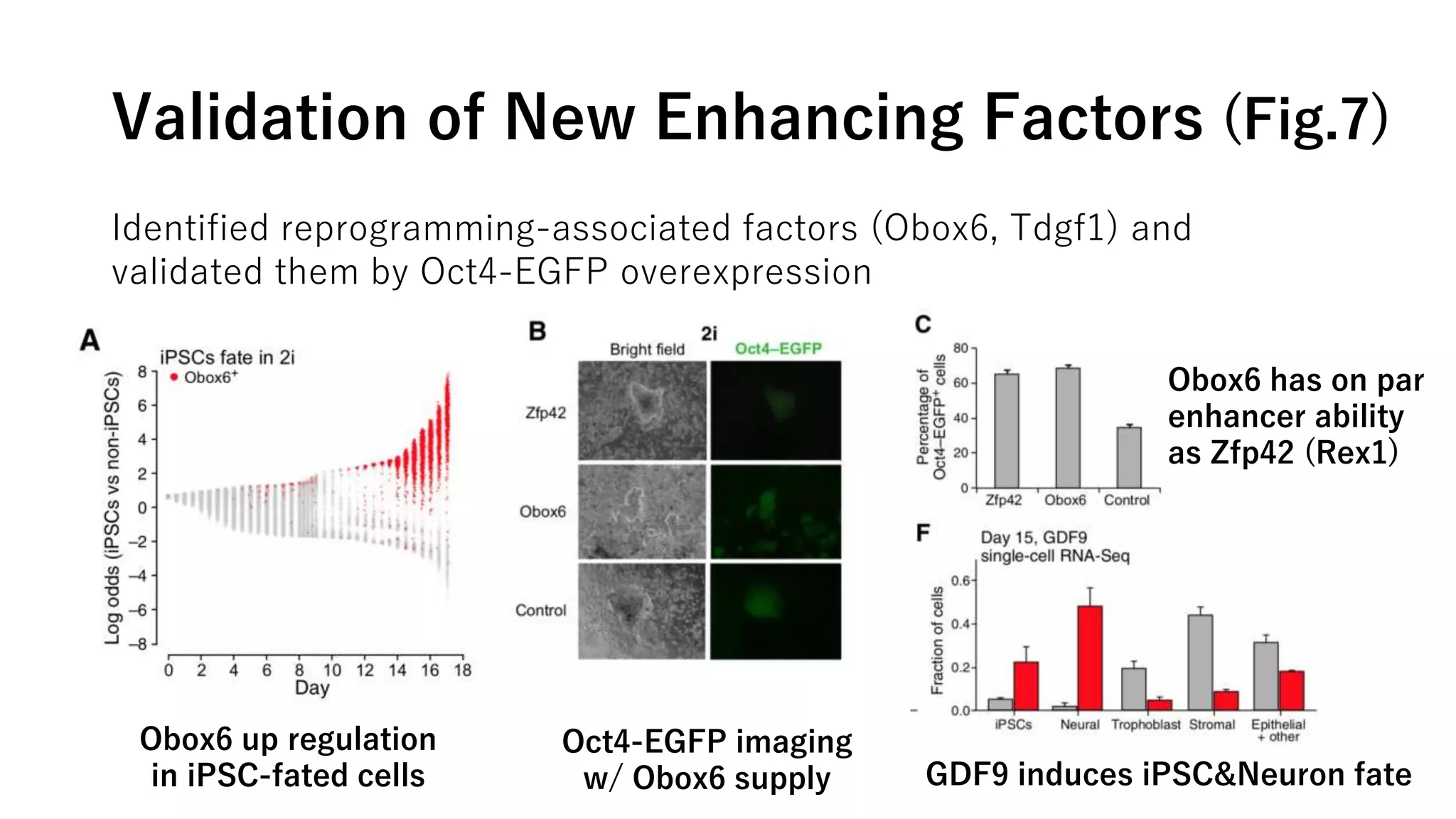 Validation of New Enhancing Factors (Fig.7)
Identified reprogramming-associated factors (Obox6, Tdgf1) and
validated them by Oct4-EGFP overexpression
Obox6 up regulation
in iPSC-fated cells
Oct4-EGFP imaging
w/ Obox6 supply GDF9 induces iPSC&Neuron fate
Obox6 has on par
enhancer ability
as Zfp42 (Rex1)
 