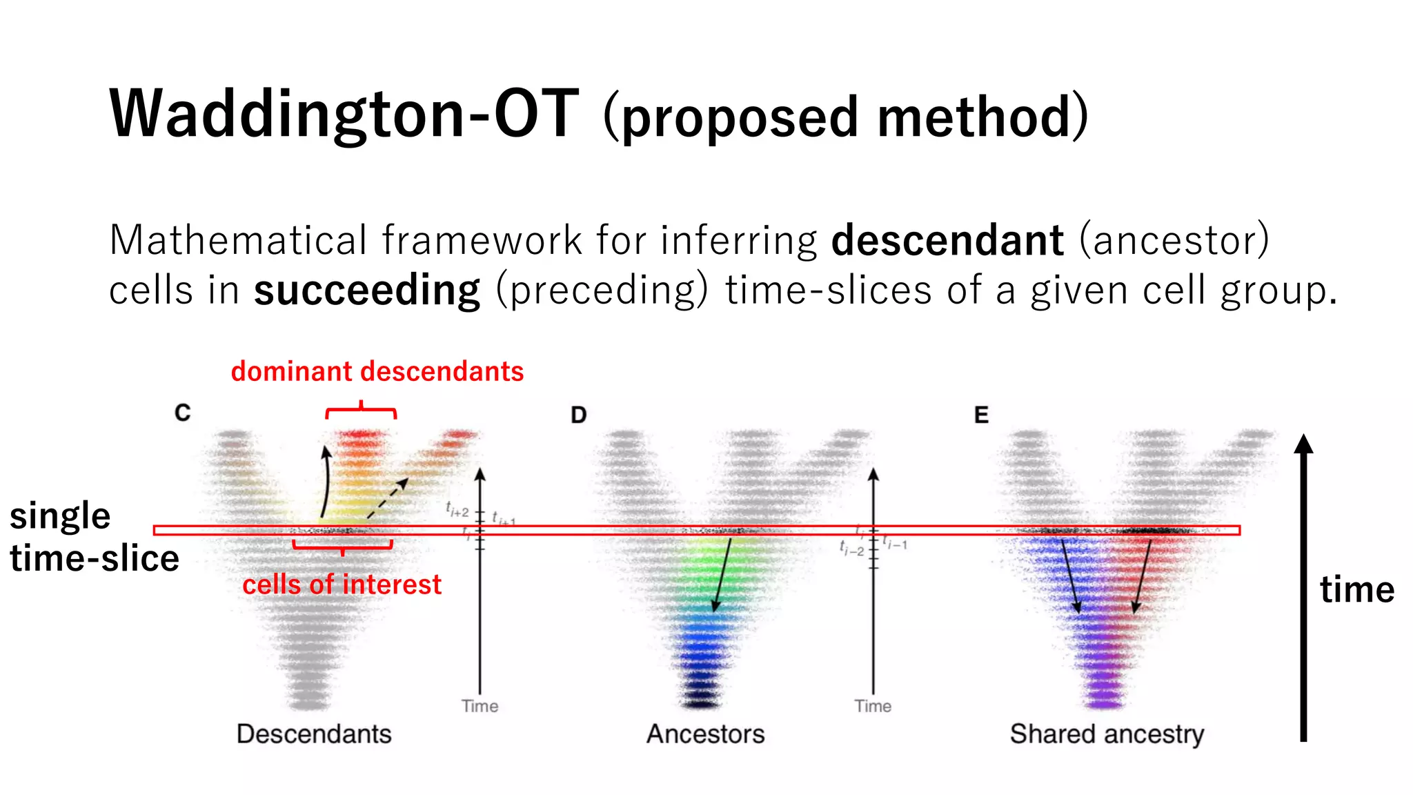 Waddington-OT (proposed method)
Mathematical framework for inferring descendant (ancestor)
cells in succeeding (preceding) time-slices of a given cell group.
time
single
time-slice
cells of interest
dominant descendants
 