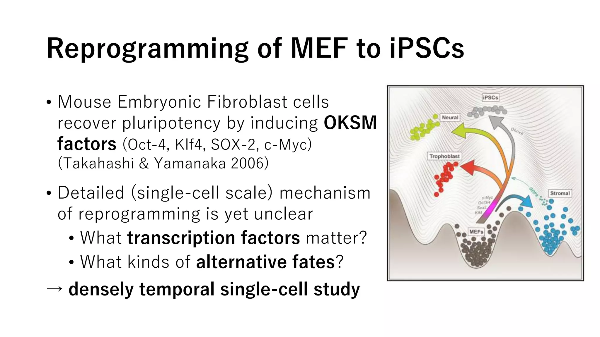 Reprogramming of MEF to iPSCs
• Mouse Embryonic Fibroblast cells
recover pluripotency by inducing OKSM
factors (Oct-4, Klf4, SOX-2, c-Myc)
(Takahashi & Yamanaka 2006)
• Detailed (single-cell scale) mechanism
of reprogramming is yet unclear
• What transcription factors matter?
• What kinds of alternative fates?
→ densely temporal single-cell study
 