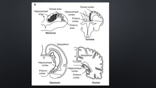 Prefrontal Cortex Worksheet 190925 Prefrontal Cortex.pptx about prefrontal cortex | PPTX
