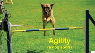 Agility
(a dog sport)
 