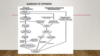 SUMMARY OF APIOMIXIS
 