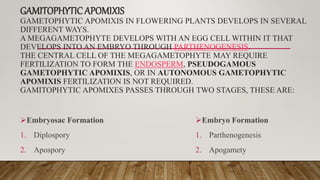 GAMITOPHYTICAPOMIXIS
GAMETOPHYTIC APOMIXIS IN FLOWERING PLANTS DEVELOPS IN SEVERAL
DIFFERENT WAYS.
A MEGAGAMETOPHYTE DEVELOPS WITH AN EGG CELL WITHIN IT THAT
DEVELOPS INTO AN EMBRYO THROUGH PARTHENOGENESIS.
THE CENTRAL CELL OF THE MEGAGAMETOPHYTE MAY REQUIRE
FERTILIZATION TO FORM THE ENDOSPERM, PSEUDOGAMOUS
GAMETOPHYTIC APOMIXIS, OR IN AUTONOMOUS GAMETOPHYTIC
APOMIXIS FERTILIZATION IS NOT REQUIRED.
GAMITOPHYTIC APOMIXES PASSES THROUGH TWO STAGES, THESE ARE:
Embryosac Formation
1. Diplospory
2. Apospory
Embryo Formation
1. Parthenogenesis
2. Apogamety
 
