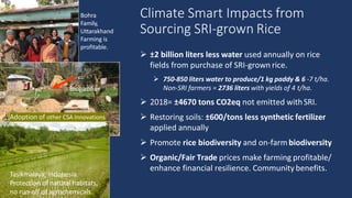 SRI fields, Tasikmalaya, Indonesia.
Climate Smart Impacts from
Sourcing SRI-grown Rice
 ±2 billion liters less water used...