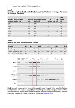 Optiprep Protocol Autophagy And Cancer Methods And Protocols Helin Norberg Erik Norberg | PDF