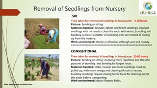 Removal of Seedlings from Nursery
Time taken for removal of seedlings in hours/acre: 4-10 hours.
Posture: Bending or sitti...