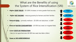 What are the Benefits of using
the System of Rice Intensification (SRI)
 Higher CROP YIELDS – 50-100% increase, or more; ...