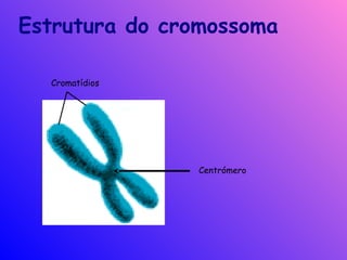 Centrómero
Cromatídios
Estrutura do cromossoma
 