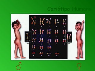 Cariótipo Humano
♂ ♀
 
