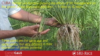 CUBA: Farmer Luis Romero showing the effects of SRI management on
the growth of rice plant roots and tillers -- 5 tillers ...