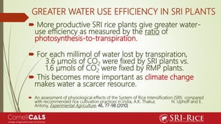 GREATER WATER USE EFFICIENCY IN SRI PLANTS
 More productive SRI rice plants give greater water-
use efficiency as measure...