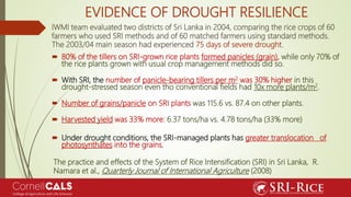 IWMI team evaluated two districts of Sri Lanka in 2004, comparing the rice crops of 60
farmers who used SRI methods and of...