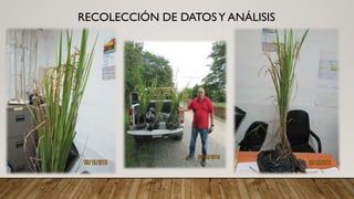 RECOLECCIÓN DE DATOSY ANÁLISIS
 