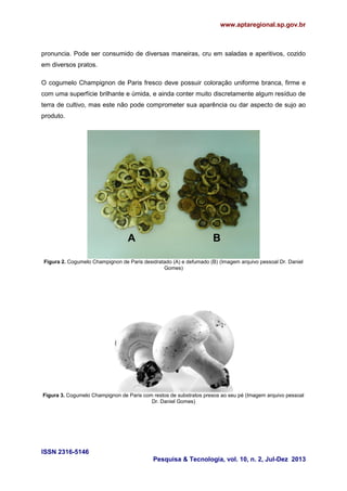 www.aptaregional.sp.gov.br
ISSN 2316-5146
Pesquisa & Tecnologia, vol. 10, n. 2, Jul-Dez 2013
pronuncia. Pode ser consumido de diversas maneiras, cru em saladas e aperitivos, cozido
em diversos pratos.
O cogumelo Champignon de Paris fresco deve possuir coloração uniforme branca, firme e
com uma superfície brilhante e úmida, e ainda conter muito discretamente algum resíduo de
terra de cultivo, mas este não pode comprometer sua aparência ou dar aspecto de sujo ao
produto.
Figura 2. Cogumelo Champignon de Paris desidratado (A) e defumado (B) (Imagem arquivo pessoal Dr. Daniel
Gomes)
Figura 3. Cogumelo Champignon de Paris com restos de substratos presos ao seu pé (Imagem arquivo pessoal
Dr. Daniel Gomes)
BA
 