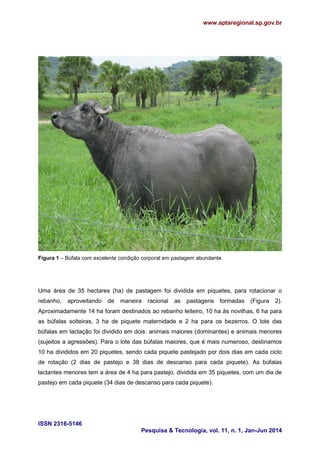 www.aptaregional.sp.gov.br
ISSN 2316-5146
Pesquisa & Tecnologia, vol. 11, n. 1, Jan-Jun 2014
Figura 1 – Búfala com excelente condição corporal em pastagem abundante.
Uma área de 35 hectares (ha) de pastagem foi dividida em piquetes, para rotacionar o
rebanho, aproveitando de maneira racional as pastagens formadas (Figura 2).
Aproximadamente 14 ha foram destinados ao rebanho leiteiro, 10 ha às novilhas, 6 ha para
as búfalas solteiras, 3 ha de piquete maternidade e 2 ha para os bezerros. O lote das
búfalas em lactação foi dividido em dois: animais maiores (dominantes) e animais menores
(sujeitos a agressões). Para o lote das búfalas maiores, que é mais numeroso, destinamos
10 ha divididos em 20 piquetes, sendo cada piquete pastejado por dois dias em cada ciclo
de rotação (2 dias de pastejo e 38 dias de descanso para cada piquete). As búfalas
lactantes menores tem a área de 4 ha para pastejo, dividida em 35 piquetes, com um dia de
pastejo em cada piquete (34 dias de descanso para cada piquete).
 