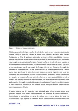 www.aptaregional.sp.gov.br
ISSN 2316-5146
Pesquisa & Tecnologia, vol. 11, n. 1, Jan-Jun 2014
Figura 2 – Búfalas em piquete rotacionado.
Objetiva-se anualmente fazer a análise de solo destes locais e, com base nos resultados da
análise, corrigir o solo com Calcário e adubar com Fósforo e Potássio. Além desses
fertilizantes, os 4 ha de pastagem destinados ao rebanho leiteiro das búfalas menores,
sempre que possível, recebe uréia durante os períodos de primavera/verão para o aumento
na produção e na qualidade da forragem. Nesta área, fez-se durante três anos seguidos a
sobre-semeadura de aveia e azevém, o que foi realizado nos períodos de outono, seguindo
a premissa de que, quando a produção de forragem diminuir em virtude da diminuição de
temperatura e luminosidade – o que é característico de toda forrageira tropical – estas
outras duas gramíneas de clima temperado crescem e, como dependem de água, se
adaptaram bem à nossa região, que tem chuva o ano todo. No entanto, mesmo com a aveia
e o azevém, foi necessário fornecer alimento volumoso no cocho para as búfalas durante o
inverno, pois, estas gramíneas de clima temperado não produziram massa o suficiente para
poder suprir a diminuição na produção das gramíneas tropicais. Dessa forma, abandonou-se
a sobre-semeadura e investiu-se em canavial, o qual está gradualmente substituindo as
capineiras de capim elefante.
O capim elefante não é o volumoso mais adequado para o inverno, pois, sendo uma
gramínea tropical, não produz adequadamente nas estações de menor temperatura,
luminosidade e pluviosidade. A cana de açúcar tem o ponto ótimo de corte no
outono/inverno, o que depende da variedade. Assim, conhecendo as qualidades desta outra
 