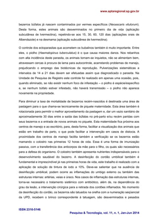 www.aptaregional.sp.gov.br
ISSN 2316-5146
Pesquisa & Tecnologia, vol. 11, n. 1, Jan-Jun 2014
bezerros búfalos já nascem contaminados por vermes específicos (Neoascaris vitulorum).
Desta forma, estes animais são desverminados no primeiro dia de vida (aplicação
subcutânea de Ivermectina), repetindo-se aos 15, 30, 60, 120 dias (aplicações orais de
Albendazole) e na desmama (aplicação subcutânea de Ivermectina).
O controle dos ectoparasitas que acometem os bubalinos também é muito importante. Entre
eles, o piolho (Haematopinus tuberculatus) é o que causa maiores danos. Nos rebanhos
com alta incidência deste parasita, os animais tornam-se inquietos, não se alimentam bem,
atravessam cercas à procura de lama para autocontrole, acarretando problemas de manejo,
prejudicando o emprego das biotécnicas da reprodução. Pulverizações sistemáticas a
intervalos de 14 a 21 dias devem ser efetuadas assim que diagnosticado o parasita. Na
Unidade de Pesquisa de Registro este controle foi realizado em apenas uma ocasião, pois,
quando eliminado, se não existir nenhum foco de infestação – o piolho é espécie/específico
e, se nenhum búfalo estiver infestado, não haverá transmissão – o piolho não aparece
novamente na propriedade.
Para diminuir a taxa de mortalidade de bezerros recém-nascidos é destinada uma área de
pastagem para o que chama-se tecnicamente de piquete maternidade. Esta área também é
rotacionada para permitir o melhor aproveitamento da pastagem e, dar um vazio sanitário de
aproximadamente 30 dias entre a saída das búfalas no pré-parto e/ou recém paridas com
seus bezerros e a entrada de novos animais no piquete. Esta maternidade fica próxima aos
centros de manejo e ao escritório, para, desta forma, facilitar a visualização dos animais que
estão em trabalho de parto, o que pode facilitar a intervenção em casos de distocia. A
proximidade dos centros de manejo facilita também a verificação se os bezerros estão
mamando o colostro nas primeiras 12 horas de vida. Essa é uma forma de imunização
passiva, com a transferência dos anticorpos da mãe para o filho, os quais são necessários
para a defesa do organismo. O colostro também apresenta nutrientes indispensáveis para o
desenvolvimento saudável do bezerro. A desinfecção do cordão umbilical também é
fundamental e imprescindível já nas primeiras horas de vida, este trabalho é realizado com a
aplicação de solução de tintura de iodo a 10%. Deve-se salientar que na ausência de
desinfecção umbilical, podem ocorre as inflamações do umbigo externo ou também das
estruturas internas: artérias, veias e úraco. Nos casos de inflamação das estruturas internas,
torna-se necessário o tratamento sistêmico com antibiótico, além de, na dependência do
grau da lesão, a intervenção cirúrgica para a retirada dos cordões inflamados. No momento
da desinfecção do cordão, os bezerros são tatuados na orelha com a numeração seqüencial
da UPD, recebem o brinco correspondente à tatuagem, são desverminados e pesados
 