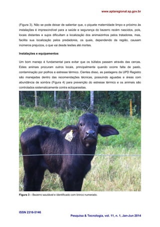 www.aptaregional.sp.gov.br
ISSN 2316-5146
Pesquisa & Tecnologia, vol. 11, n. 1, Jan-Jun 2014
(Figura 3). Não se pode deixar de salientar que, o piquete maternidade limpo e próximo às
instalações é imprescindível para a saúde e segurança do bezerro recém nascidos, pois,
locais distantes e sujos dificultam a localização dos animaizinhos pelos tratadores, mas,
facilita sua localização pelos predadores, os quais, dependendo da região, causam
inúmeros prejuízos, o que vai desde lesões até mortes.
Instalações e equipamentos
Um bom manejo é fundamental para evitar que os búfalos passem através das cercas.
Estes animais procuram outros locais, principalmente quando ocorre falta de pasto,
contaminação por piolhos e estresse térmico. Cientes disso, as pastagens da UPD Registro
são manejadas dentro das recomendações técnicas, possuindo aguadas e áreas com
abundância de sombra (Figura 4) para prevenção do estresse térmico e os animais são
controlados sistematicamente contra ectoparasitas.
Figura 3 – Bezerro saudável e identificado com brinco numerado.
 