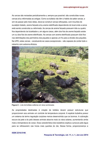www.aptaregional.sp.gov.br
ISSN 2316-5146
Pesquisa & Tecnologia, vol. 11, n. 1, Jan-Jun 2014
As cercas são revisadas periodicamente e, sempre que possível, são construídas novas
cercas e/ou reformadas as antigas. Como os búfalos não têm o hábito de saltar cercas, e
sim de passar pelo meio delas, deve-se construir cercas reforçadas, com mourões de
eucalipto tratado, arame farpado e/ou arame eletrificado dependendo do local onde a cerca
está sendo construída ou reformada. As cercas de arame farpado possuem três ou quatro
fios dependendo da localidade e, em alguns casos, além dos fios de arame farpado existe
um ou dois fios de arame eletrificado. As cercas com arame eletrificado possuem dois fios
nas delimitações dos perímetros dos piquetes e apenas um fio para a divisão dos piquetes.
Na UPD, estas cercas – excetuando-se casos excepcionais – são capazes de conter todo o
rebanho com extrema eficácia.
Figura 4 – Lote de búfalas solteiras em área sombreada.
As propriedades destinadas à criação de búfalos devem possuir estruturas que
proporcionem aos animais um controle da temperatura corporal. A espécie bubalina possui
um sistema de termo regulação corpórea menos desenvolvido que os bovinos. A coloração
escura da pele e do pelo desses animais absorve mais os raios solares, aumentando ainda
mais a temperatura do corpo. Essa característica dos bubalinos explica a procura pela água
para se refrescarem nas horas mais quentes do dia. Dessa forma, proporcionamos a
 