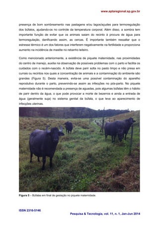 www.aptaregional.sp.gov.br
ISSN 2316-5146
Pesquisa & Tecnologia, vol. 11, n. 1, Jan-Jun 2014
presença de bom sombreamento nas pastagens e/ou lagos/açudes para termoregulação
dos búfalos, ajudando-os no controle da temperatura corporal. Além disso, a sombra tem
importante função de evitar que os animais saiam do recinto à procura de água para
termoregulação, danificando assim, as cercas. É importante também ressaltar que o
estresse térmico é um dos fatores que interferem negativamente na fertilidade e proporciona
aumento na incidência de mastite no rebanho leiteiro.
Como mencionado anteriormente, a existência de piquete maternidade, nas proximidades
do centro de manejo, auxilia na observação de possíveis problemas com o parto e facilita os
cuidados com o recém-nascido. A búfala deve parir solta no pasto limpo e não presa em
currais ou recintos nos quais a concentração de animais e a contaminação do ambiente são
grandes (Figura 5). Desta maneira, evita-se uma possível contaminação do aparelho
reprodutivo durante o parto, prevenindo-se assim as infecções no pós-parto. No piquete
maternidade não é recomendada a presença de aguadas, pois algumas búfalas têm o hábito
de parir dentro da água, o que pode provocar a morte de bezerros e ainda a entrada de
água (geralmente suja) no sistema genital da búfala, o que leva ao aparecimento de
infecções uterinas.
Figura 5 – Búfalas em final de gestação no piquete maternidade.
 