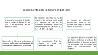 Procedimiento para la biosorción por lotes
Se separaron muestras de biofilm
para el ensayo de biosorción por
lotes y se recogieron de los
medios de arena.
Se mezclaron ochenta y tres mg de
muestras de biomasa (peso seco)
con alícuotas de 100 ml de
soluciones acuosas de Cadmio con
concentraciones de Cd (II) de 0.2,
0.5, 1.0, 2.0 y 5.0 mg / L
Las mezclas se colocaron
durante seis horas en un
agitador para asegurar que se
alcanzó el equilibrio.
Las mezclas se filtraron a continuación a
través de un filtro de membrana de 0,45
micrómetros para eliminar la biomasa.
La concentración final de
Cadmio no unido se
determinó por AAS
Las isotermas de unión al cadmio se
produjeron midiendo la cantidad de
Cadmio unido a la biomasa a partir
de soluciones que contenían una
gama de concentraciones de
Cadmio.
 