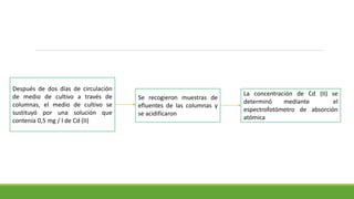 Después de dos días de circulación
de medio de cultivo a través de
columnas, el medio de cultivo se
sustituyó por una solución que
contenía 0,5 mg / l de Cd (II)
La concentración de Cd (II) se
determinó mediante el
espectrofotómetro de absorción
atómica
Se recogieron muestras de
efluentes de las columnas y
se acidificaron
 