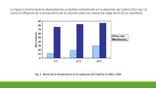 La Figura 2 ilustra tanto la efectividad de un biofilm inmovilizado en la absorción de Cadmio (0,5 mg / L),
como la influencia de la temperatura de la solución sobre los niveles de carga de Cd (II) en equilibrio.
5°C 15°C 24°C
Fig. 2 Efecto de la temperatura en la captación del Cadmio en BAC y GAC
 