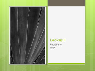 Leaves IIPaul Strand1929