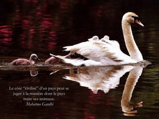 Le côté “civilisé” d’un pays peut se
  juger à la manière dont le pays
        traite ses animaux.
          Mahatma Gandhi
 